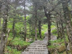 -朱雀国家森林公园