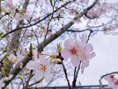 -花博汇(知音花月夜)