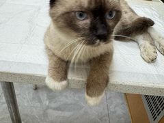 -安安宠医·臻爱宠物医院·宠保定点(营门口路分院)