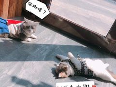 -福尔喵斯探案馆实景搜证·沉浸式剧本杀