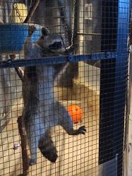 -酷嗒动物文化乐园(cutezoo西溪乐天城店)