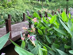 -重庆彩云湖湿地公园