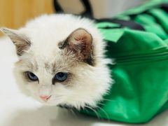 -瑞派长江宠物医院·猫科·外科·24小时夜护(谊城公寓分院)