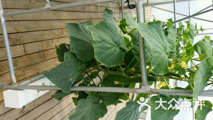 迪洋欢乐农场(小蒋草莓园)图片 - 第2张