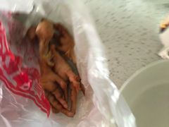 鸡爪子-鸡打鸣熏鸡系列(总店)