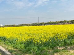 -庄行菜花景区