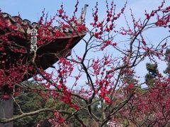 -香雪海