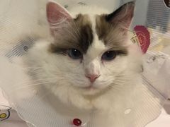 -宠爱国际动物医院·消化内科·心肾内科·ISFM猫友好(望京店)
