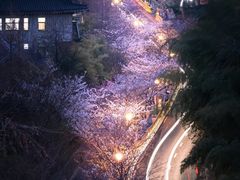 -梅花山(明孝陵内)