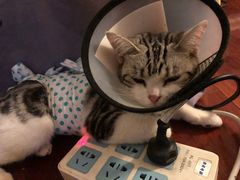 -宠爱国际动物医院· 猫科· 外科·中兽医(长白店)