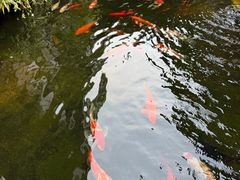-顺德渔村·岭南一号