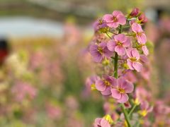 -中国天府农业博览园