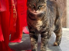 -龙华素斋(龙华路店)