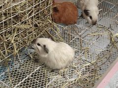 -毛绒耶耶撸宠馆·猫咖·狗咖·荷兰猪咖