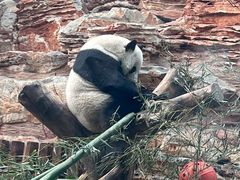 -石家庄市动物园