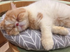 -CAT’S MEWSTAR CAFE·喵星球猫屋(晴湾咖啡店)