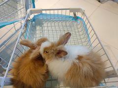 -怪兽屋·羊驼·猫咖·狗咖(俊华广场店)