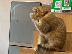 -唐小姐の私宠·宠物洗护美容·撸猫馆·购宠(周浦万达旗舰店)