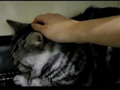 -瑞鹏瑞爱宠物医院·全科·猫科·血液透析中心(龙头寺店)