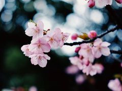 -天适樱花悠乐园