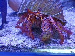 -太平洋海底世界