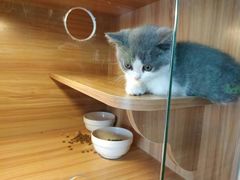 -猫十亿·布偶金渐层·曼基康矮脚猫舍(青年路店)