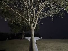 -小麦岛公园