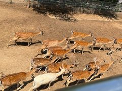 -青藏高原野生动物园