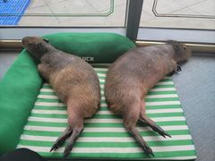 -FAIRYLAND龙族星球主题餐厅(凯丹广场店)