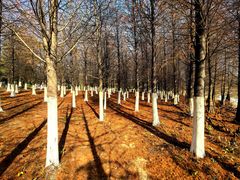 -瑶湖郊野森林公园