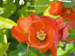 -海棠花溪(元大都城垣遗址公园)