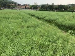 -红山村