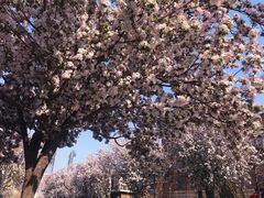 -天津五大道文化旅游区