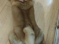 -是阿柴呀！柴犬咖啡·爱喵喵猫咖