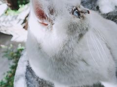 -喵屿·大理花园猫咖