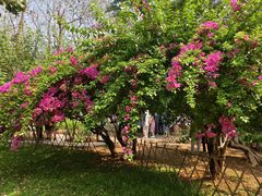 -中国科学院西双版纳热带植物园