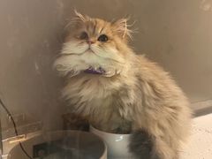 -猫大福·Fortune Cat猫舍(百子湾店)