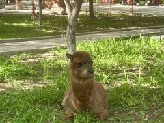 -哈密回王府景区