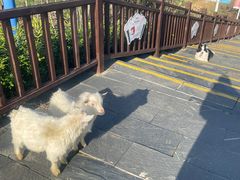 -石塘人家