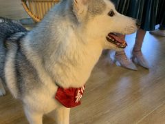 -Husky Go! 哈士奇体验馆·宠物咖啡厅狗咖