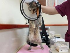 -艾贝尔宠物医院 ·内科全科(梁溪路店)