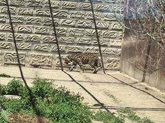 -新疆天山野生动物园