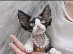 -山宅一喵德文卷毛猫舍