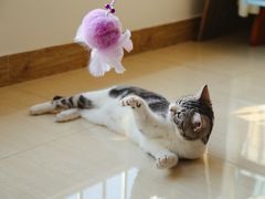 -猫大福·Fortune Cat猫舍(百子湾店)