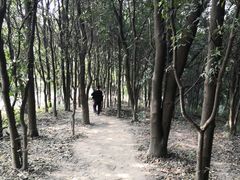 -黄埔油麻山森林公园