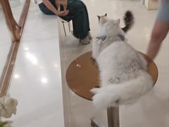 -共舞时光猫咖·狗咖(新街口店)