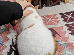 -喵屿·大理花园猫咖