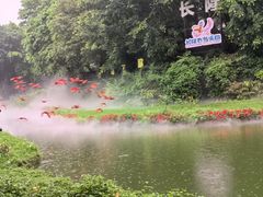 -广州长隆飞鸟乐园
