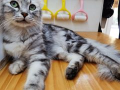 -李小姐の猫咖啡馆(五角场店)