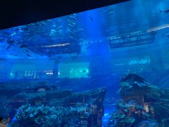 -迪拜水族馆及水下动物园